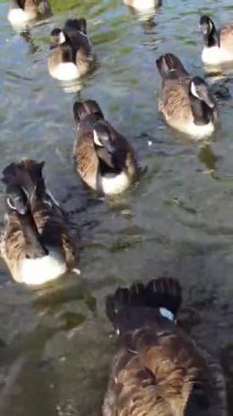 İngiltere Gölü 'nde Güzel ve Sevimli Su Kuşları