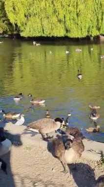 İngiltere Gölü 'nde Güzel ve Sevimli Su Kuşları