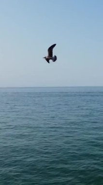 İngiltere 'nin Bournemouth Sahili Yüksek Açılı Hava Görüntüsü