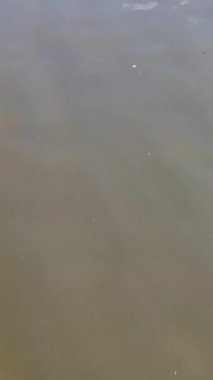 Gölde yüzen su kuşları 