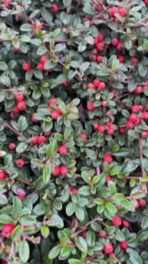 Kırmızı böğürtlenli çalılar, güzel çitler.