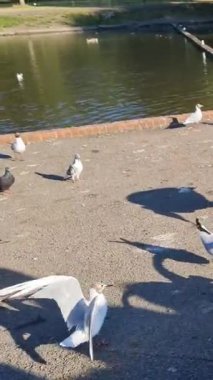 İngiltere Gölü 'nde Güzel ve Sevimli Su Kuşları