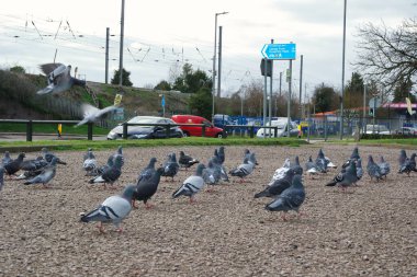 Halk parkının güzel manzarası  