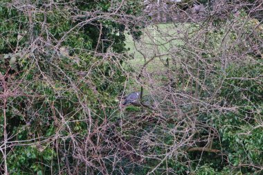 Halk parkının güzel manzarası