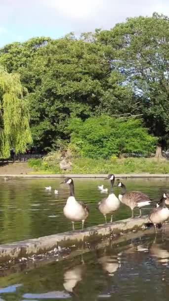 Gyönyörű Aranyos Vízi Madarak Lake England — Stock videók
