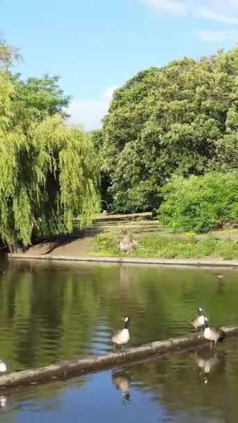 Мбаппе Симпатичные Водоплавающие Птицы Английском Озере — стоковое видео