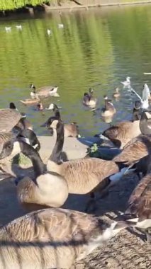 İngiltere Gölü 'nde Güzel ve Sevimli Su Kuşları