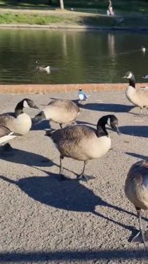 İngiltere Gölü 'nde Güzel ve Sevimli Su Kuşları