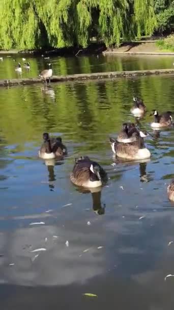 Ngiltere Gölü Nde Güzel Sevimli Kuşları — Stok video