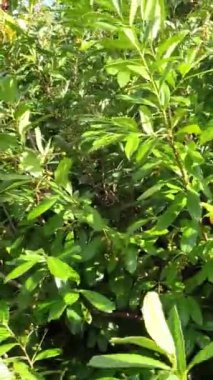 Bahçede yeşil yapraklar