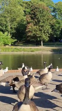 İngiltere Gölü 'nde Güzel ve Sevimli Su Kuşları