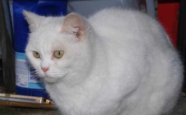 Aranyos Perzsa Macska Pózol Ban Otthon Kert — Stock Fotó