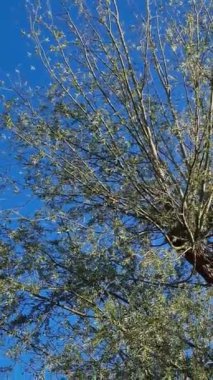 Güzel yeşil ağaçlar ve gökyüzü manzarası