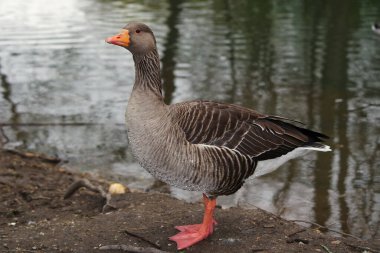 Park Gölü 'nde Şirin Su Kuşları