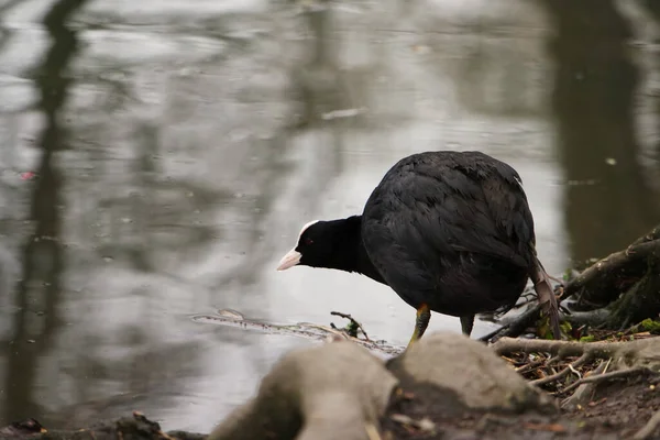 Oiseaux Eau Mignons Lac Park — Photo