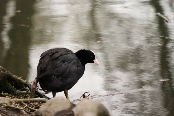 Lindas Aves Acuáticas Lago Del Parque — Foto de Stock