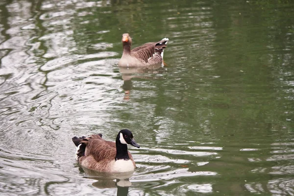 Lindas Aves Acuáticas Lago Del Parque — Foto de Stock