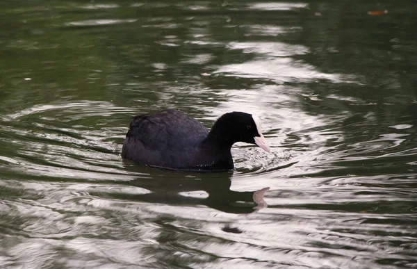 Cute Water Birds Park Lake — Stock Photo, Image