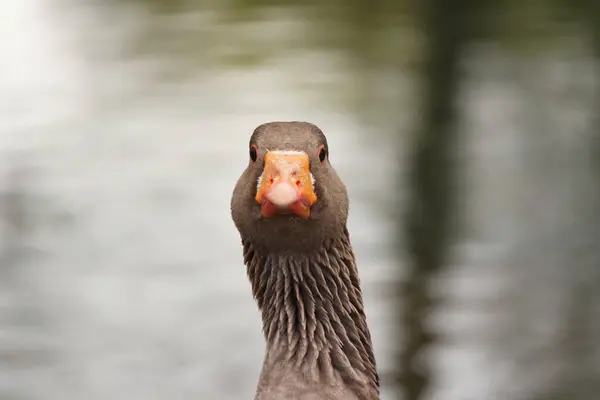 Słodkie Ptaki Wodne Nad Jeziorem Park — Zdjęcie stockowe