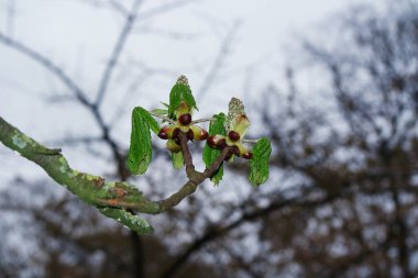 Yerel Park 'taki Ağaçların ve Dalların Düşük Açı Görünümü