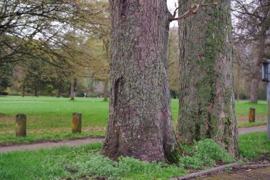 Yerel Park 'taki Ağaçların ve Dalların Düşük Açı Görünümü