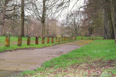 Yerel Park 'taki Ağaçların ve Dalların Düşük Açı Görünümü