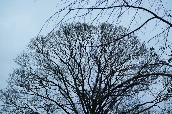 Χαμηλή Γωνιακή Άποψη Των Δέντρων Και Των Υποκαταστημάτων Στο Τοπικό — Φωτογραφία Αρχείου