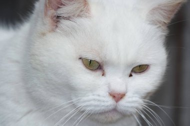 Şirin Pers Kedisi Ev Bahçesinde Poz Veriyor