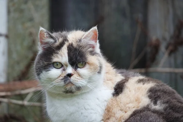 stock image Cute Persian Cat Posing in the Home Garden