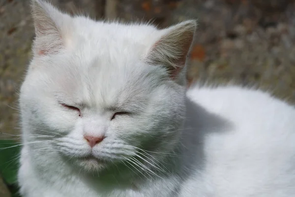 Söt Persisk Katt Posing Hemträdgården — Stockfoto