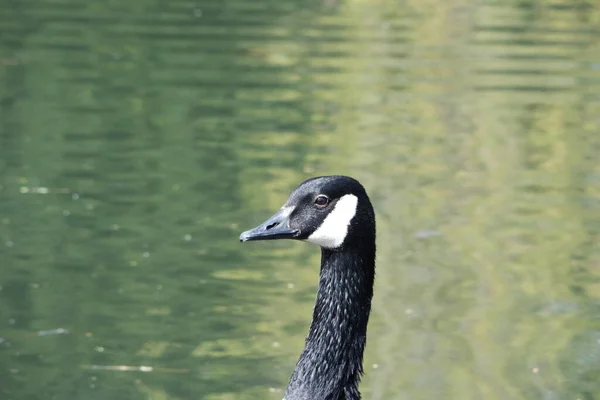Симпатичные Водяные Птицы Озере Парка — стоковое фото