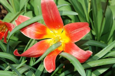 İngiltere 'nin Luton şehrinde soğuk güneşli bir günde Yerel Halk Parkı ve Çiçekli Ağaçlarının Güzel Manzarası