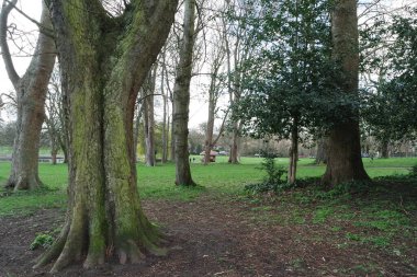 İngiltere 'nin Luton şehrinde soğuk güneşli bir günde Yerel Halk Parkı ve Çiçekli Ağaçlarının Güzel Manzarası