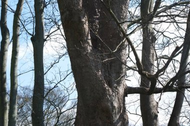 İngiltere 'nin Luton şehrinde soğuk güneşli bir günde Yerel Halk Parkı ve Çiçekli Ağaçlarının Güzel Manzarası