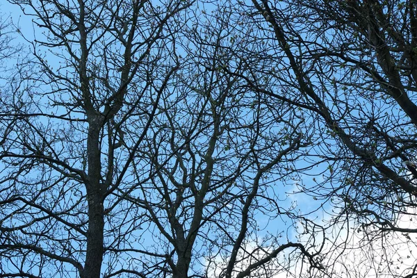 英国卢顿镇寒冷的阳光明媚的日子里 当地公园的美丽景色及其开花的树木 — 图库照片