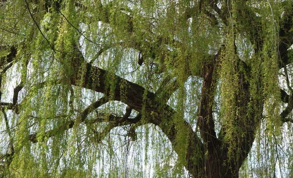 İngiltere 'nin Luton şehrinde soğuk güneşli bir günde Yerel Halk Parkı ve Çiçekli Ağaçlarının Güzel Manzarası