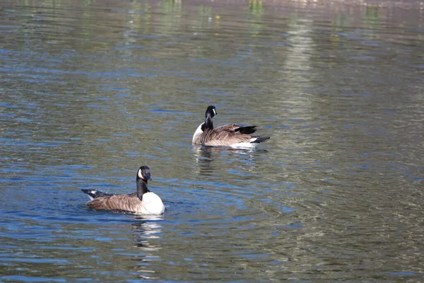 レイク パブリック パークのかわいい水の鳥 — ストック写真