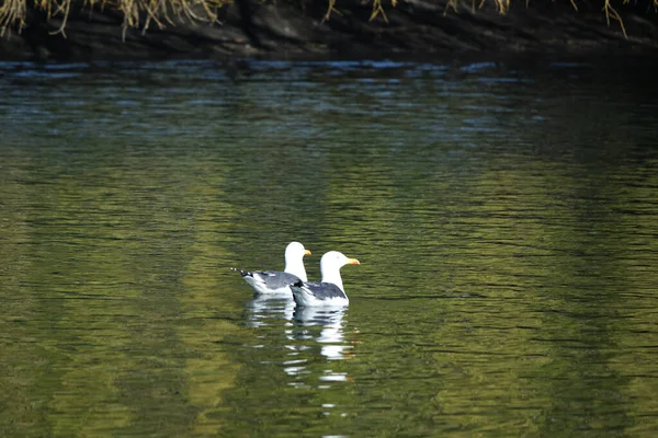 Cute Water Birds Lake Public Park Luton England — Stock Photo, Image