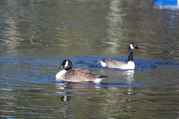 Lindas Aves Acuáticas Lago Del Parque Público Luton Inglaterra Reino — Foto de Stock