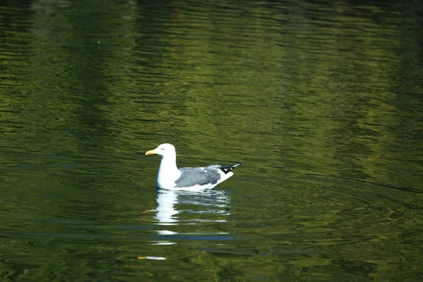 Pássaro Água Bonito Lago Parque Público Luton Inglaterra Reino Unido — Fotografia de Stock