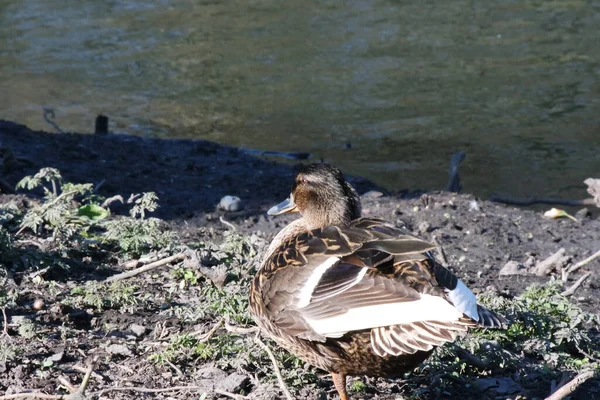 Lindo Pájaro Acuático Lago Del Parque Público Luton Inglaterra Reino —  Fotos de Stock