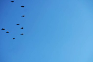 İngiltere 'nin Luton kasabasındaki yerel halk parkında sevimli güvercinler.