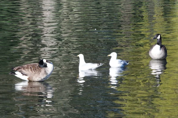 Симпатичные Водяные Птицы Озере Общественного Парка Лутон Англия Великобритания — стоковое фото
