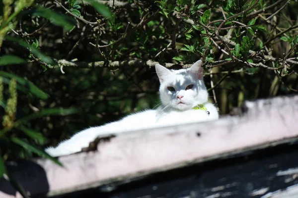 Gato Persa Lindo Posando Jardín Casero —  Fotos de Stock