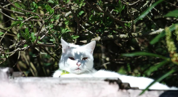 Gato Persa Lindo Posando Jardín Casero —  Fotos de Stock