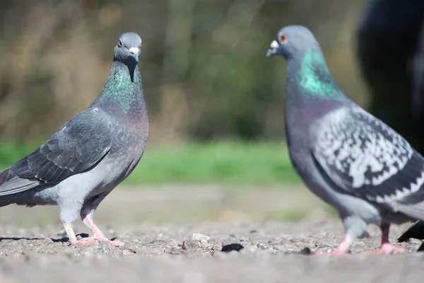 Niedliche Tauben Öffentlichen Park Der Stadt Luton England — Stockfoto