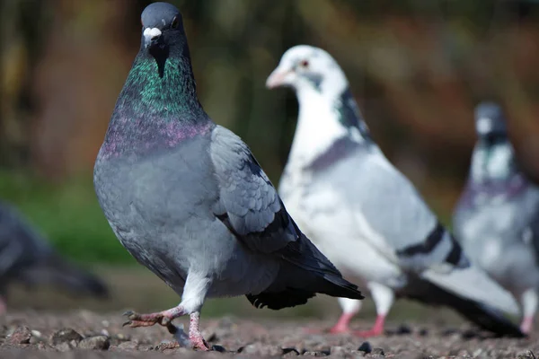 Niedliche Tauben Öffentlichen Park Der Stadt Luton England — Stockfoto