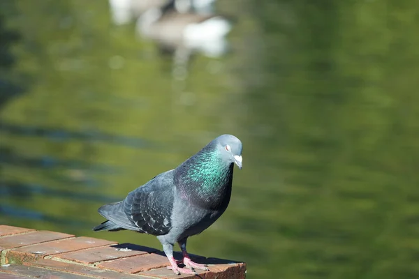 Mignon Pigeon Dans Parc Public Local Luton Town England Royaume — Photo
