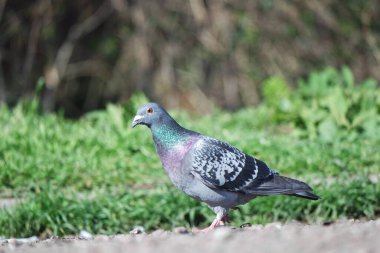 İngiltere 'nin Luton kasabasındaki yerel halk parkında şirin güvercin.