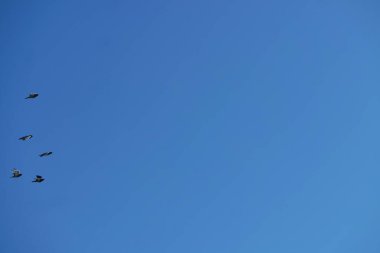 İngiltere 'nin Luton kasabasındaki yerel halk parkında sevimli güvercinler.